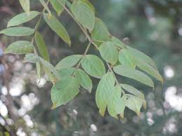 Image result for Radermachera xylocarpa