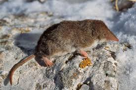 Musaraigne Bicolore Feldspitzmaus Bicolored Shrew Crocidura Leucodon C Jean Philippe Delobelle Animals Wildlife Photograp Animals Creatures Adorable
