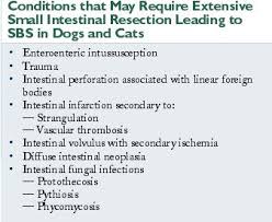 Short Bowel Syndrome In Dogs And Cats Vetfolio