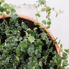 Le ficus pumila, figuier nain ou figuier rampant, est une très belle plante d'intérieur au port grimpant ou retombant, pour suspensions, véranda et murs rampante, grimpante et retombante, ficus pumila est une liane exubérante à la croissance rapide, originaire d'asie, qui appartient à la famille des. Creeping Fig Indoor Plant Care Growing Guide