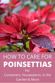 Just follow these simple rules: Poinsettia Plant Care How To Keep Your Poinsettia Flower Alive After Christmas Poinsettia Plant Christmas Plants Poinsettia Care