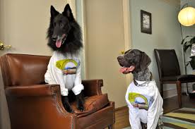 Dog friendly vacation cabin rentals, with spacious private fenced yards. Asheville S Best Pet Friendly Cabin And Vacation Rentals