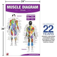 This muscle extends across the neck, shoulder, and back. Female Muscle Diagram Andre Noel Potvin 9780973941104 Amazon Com Books