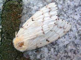 Gyspy moth larvae were all abuzz in their silk nest. Lymantria Dispar Dispar Wikipedia