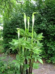 Image result for Arisaema