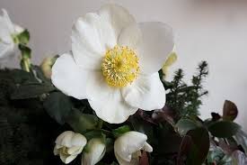 Christrose: Prachtvolle Winterblüher für die Adventszeit Blumenversand  Edelweiß