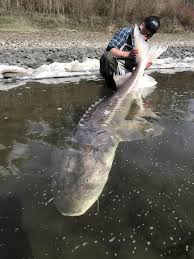 However, it is a fish which may grow very big in a an sturgeon needs special feed for sturgeons, because its mouth is at the underside. Best Practices When Catching A Sturgeon Handling Releasing Fish