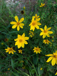 Image result for Bidens kilimandscharica