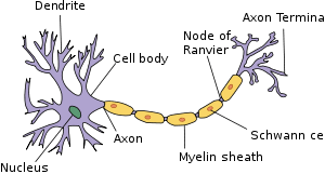 Neuron Simple English Wikipedia The Free Encyclopedia