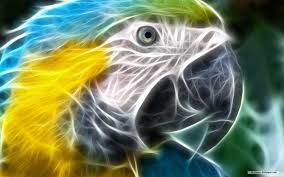 3d Birdie Weird Animal Wallpaper Animated Animals Parrot Wallpaper