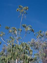 Image result for Brucea antidysenterica