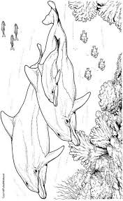 Malvorlage Delfine Delfine Dolphin Coloring Pages Coloring Pages Coloring Pages For Kids