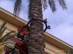 Armeria Palmtreelighting Installation Of Tree Rings To Light Palm Trees 24 Tree Ring Polymer Resin Palm Tree Lights Tree Lighting Tree Rings