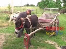 Așadar, câți ani ar trăi o persoane pensionată la vârsta de 60 de ani? Super Tare La 85 De Ani Un BÄtran Gospodar Din Smeeni Creste Magari Youtube