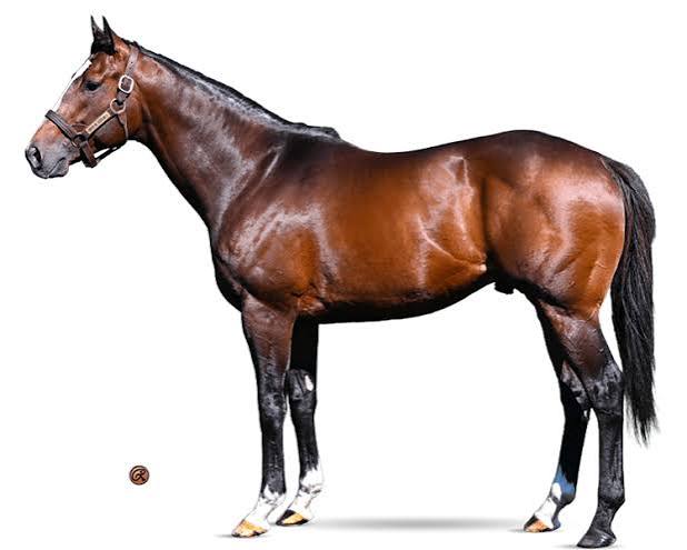 Patch Adams - WinStar Farm