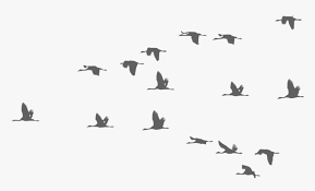 We did not find results for: Bird Birds Fly Flying Sky Ftestickers Flying Crane Bird Silhouette Hd Png Download Kindpng