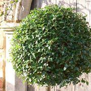 Ci sono piante da balcone resistenti al sole con poca acqua, piante sempreverdi resistenti alla siccità e al freddo, piante invernali da esterno in vaso e fiori che durano tutto l'anno. Piante Da Giardino Resistenti Al Freddo Intenso