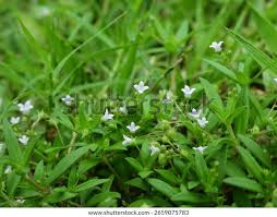 Image result for Oldenlandia hockii