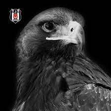Kartal is a district of istanbul, turkey, located on the asian side of the city, on the coast of the marmara sea between maltepe and pendik. Kartal Bakisi Besiktas Sahada Guzel Futboluyla Facebook