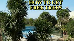 Both options take a while to work, and during that time, the stump will stick out unpleasantly in your lawn. Cordyline If You Want Free Plants Watch This Video Cordyline Australis Uk Cordylines Youtube
