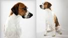 8 Most Popular Hound Breeds - iHeartDogs