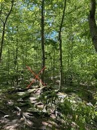 Norvin Green State Forest Salvi Nomad State Forest Walking In Nature Forest