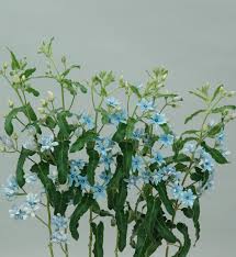 Image result for Oxypetalum