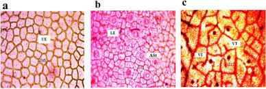 Image result for Secamone stuhlmannii