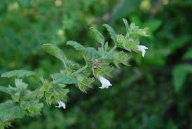 Image result for Melissa officinalis