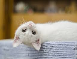 Coccidia go through a complex life cycle in the intestinal cells of goats. Is Milk Good For My Cat Not Really And Here S Why Animalbiome