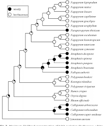 Image result for Fagopyrum snowdenii