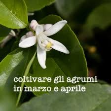 Fiori di giugno su piante perenni. Piante Dalla A Alla Z Elenco Alfabetico Di Piante E Fiori Vivai Ghellere