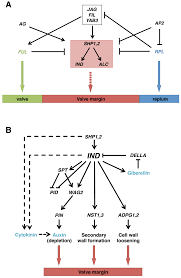 Agronomy Free Full Text Pod Shattering A Homologous Series Of Variation Underlying Domestication And An Avenue For Crop Improvement Html
