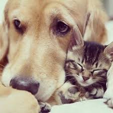 Kopek Ile Kedi Cok Sirin Hayvanlar Golden Retriever Buyuk Kopekler