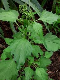 Image result for Chenopodiastrum