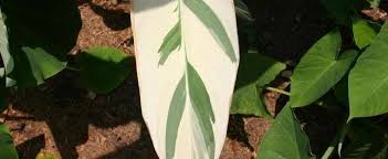 View calla lily location, how to get, and more detail of this item here. Canna Lily Canna X Generalis Stuttgart