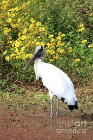 Wood Stork Mycteria Americana In Central Florida Marsh Woodstork Stork Storks Woodstorks Carolgroe Unique Animals Beautiful Birds Birds Of Paradise Mtg