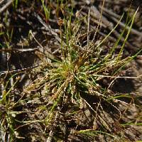 Image result for Eleocharis confervoides