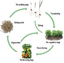 There are six stages overall: Each Stage Of The Plant Life Cycle Easily Explained