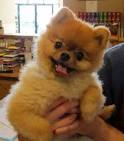 Small Fluffy Dog Breeds | All About Cute Small Dogs