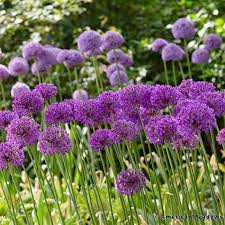 Purple Sensation Allium Flower Landscape Long Blooming Perennials Garden Bulbs
