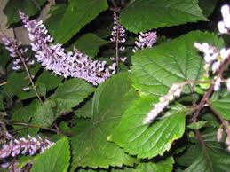 Image result for Plectranthus fruticosus
