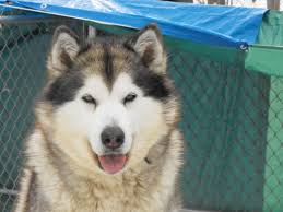 It's also free to list your available puppies and litters on our site. Alaskan Malamute Breeder Ontario Toronto Barrie Shelaskan Alaskan Malamutes Canadian Breeder Of Quality Puppies In Ontario