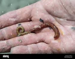 Image result for Aneilema arenicola