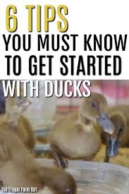 6 Things You Must Know Before Getting Ducks Urban Chicken Farming Pet Ducks Backyard Ducks