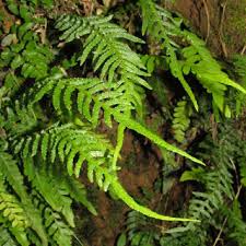 Image result for Antrophyum mannianum