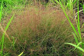 Image result for Eragrostis botryodes