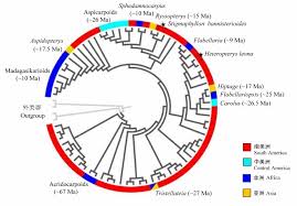 Image result for Sphedamnocarpus