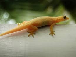 First, how do ultrasonic repellents work? Lizards Pest Control Services In Singapore Ikari