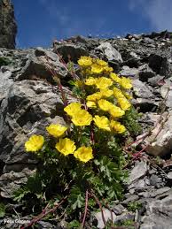 They're best for creating a focal. Species Richness And Genetic Diversity Do Not Go Hand In Hand In Alpine Plants